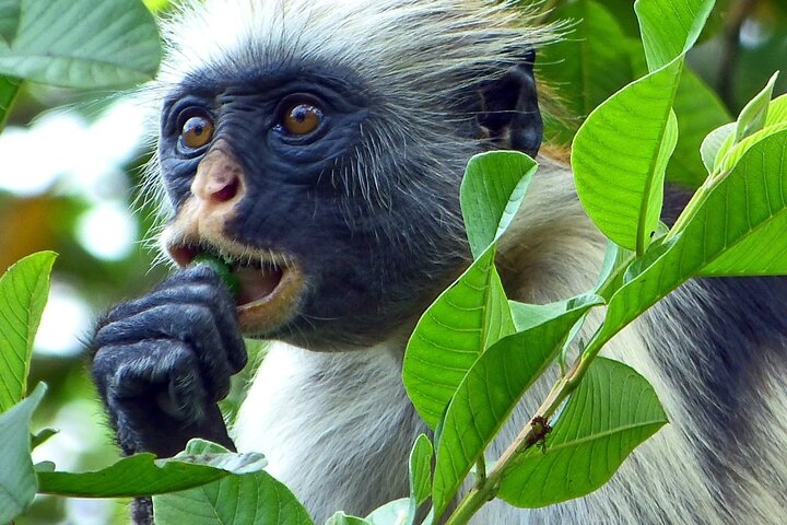Zanzibar Red Colobus Monkey